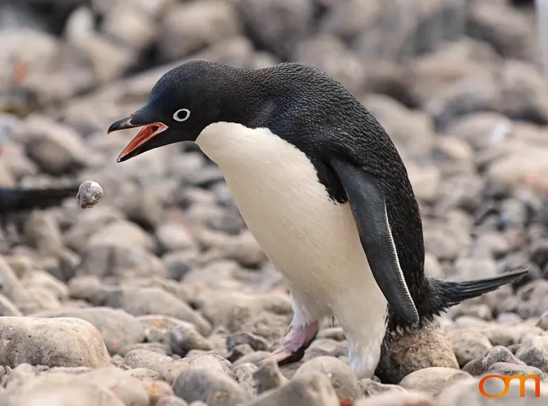 Adélie Penguin with Love Rock