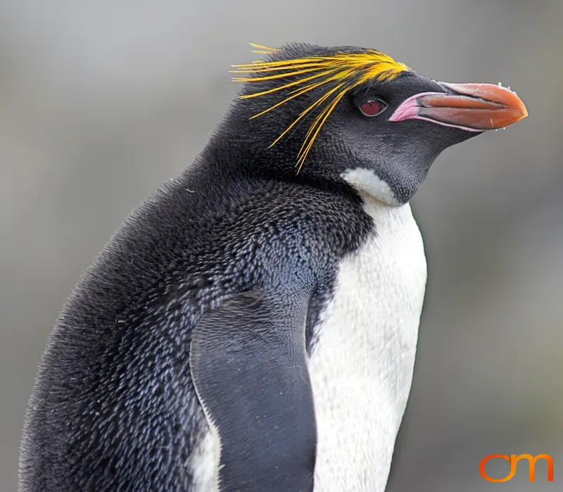 Macaroni Penguin Portrait