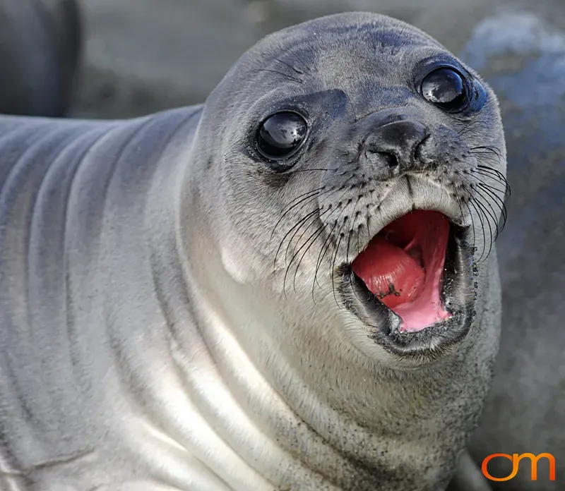 Baby Elephant Seal Portrait