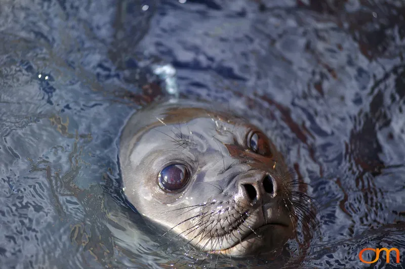 Baby Elephant Seal in Water