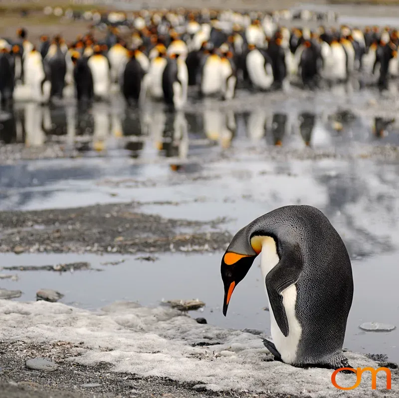 King Penguin at the Colony