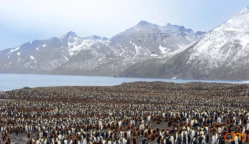 St Andrews Bay King Penguin Colony