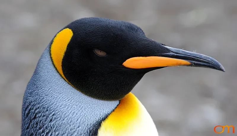 Portrait of a King Penguin
