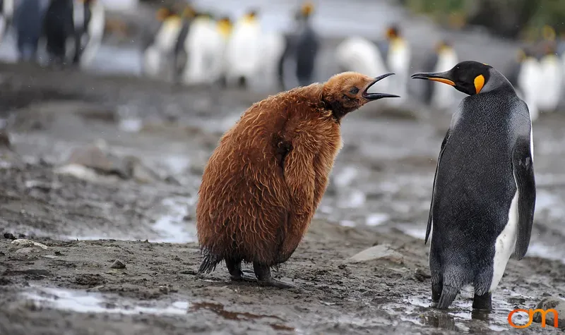 Baby King Penguin Wants Food