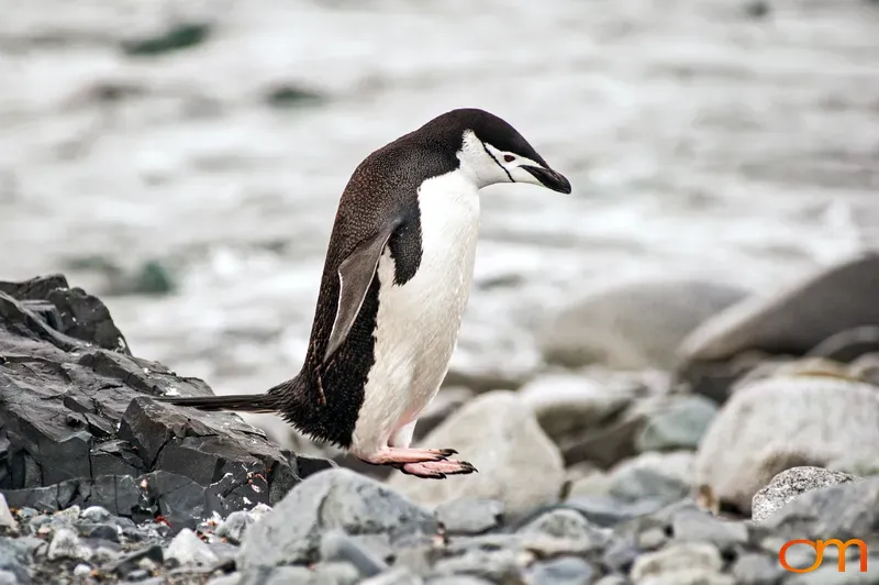 Chinstrap Penguin Hopping Off Rock