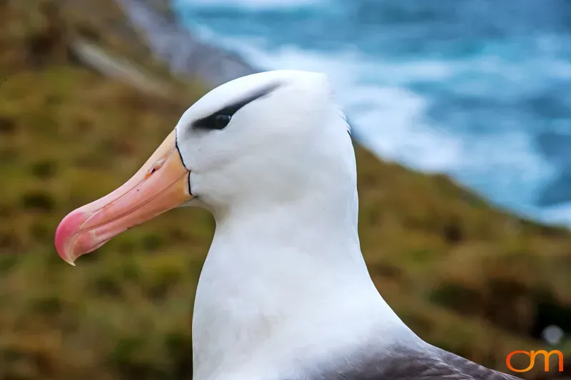 Portrait of a Black-Browed Albatross