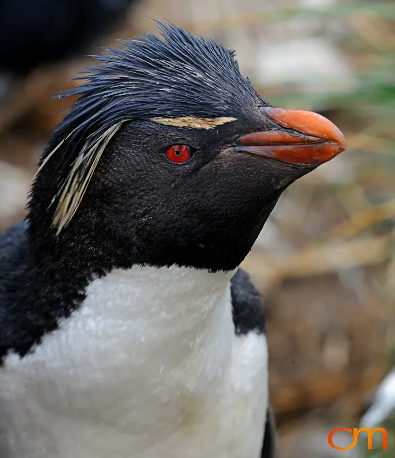 Rockhopper Penguin Portrait