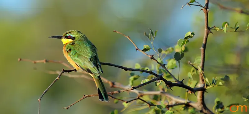 Little Bee-eater, Okavango Delta