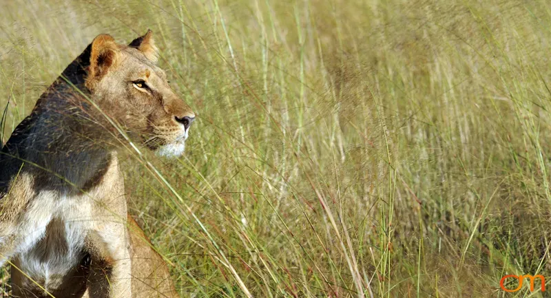 Portrait of a Lioness