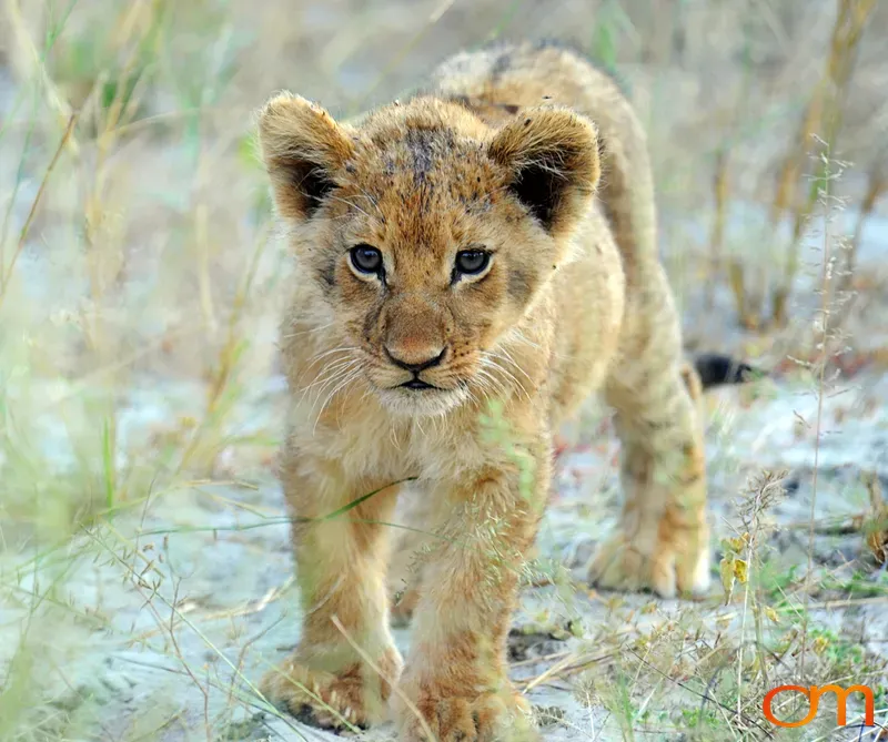 Lion Cub Portrait