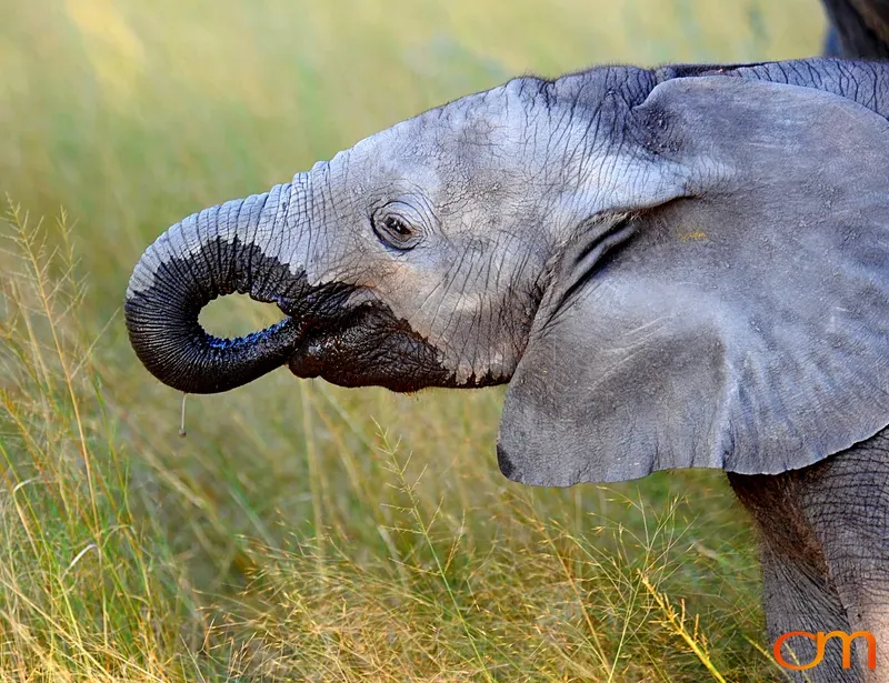 African Elephant Calf Drinking