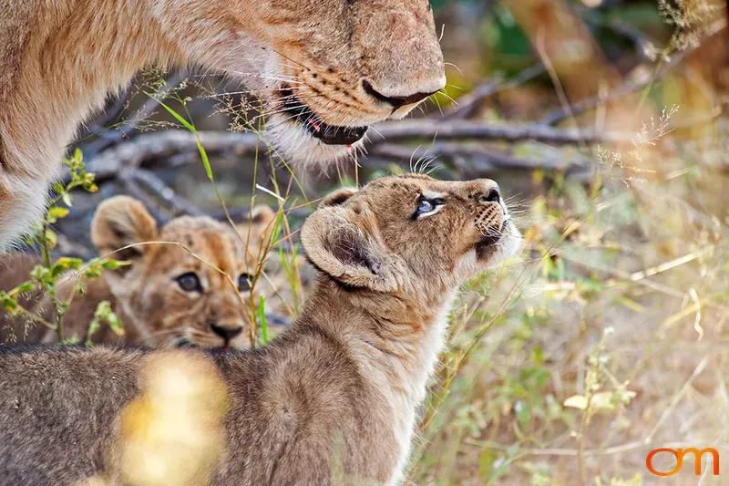 Lion Cubs with Their Mother