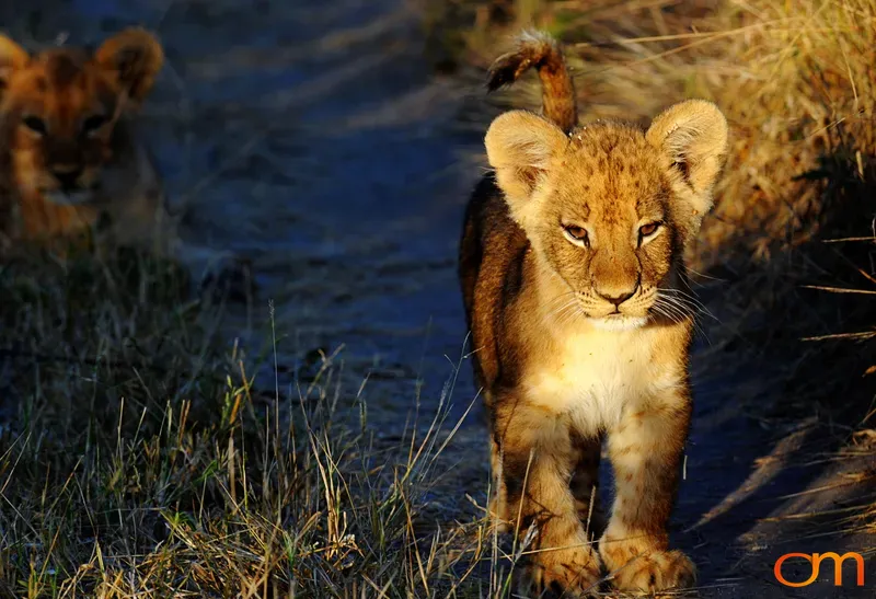 Lion Cub at Sunset