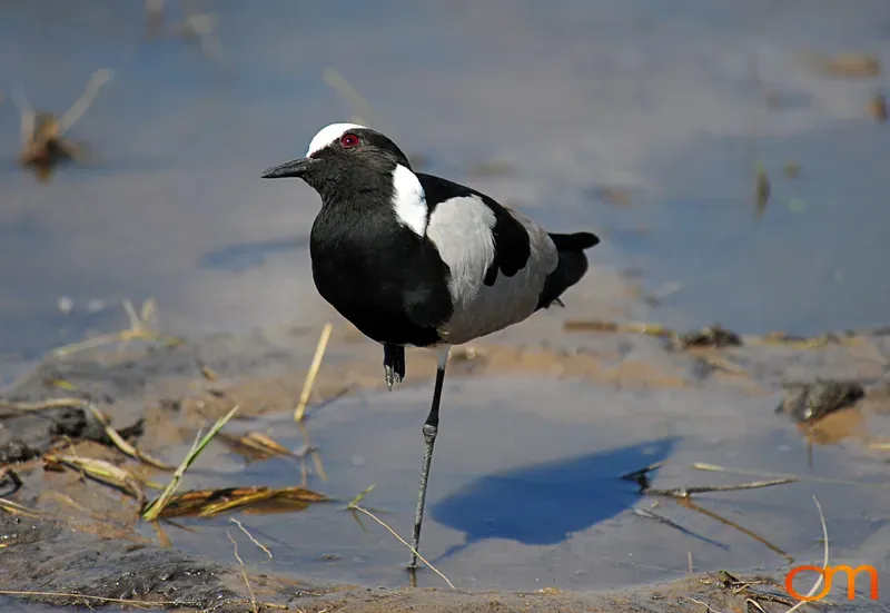 Blacksmith Lapwing Portrait