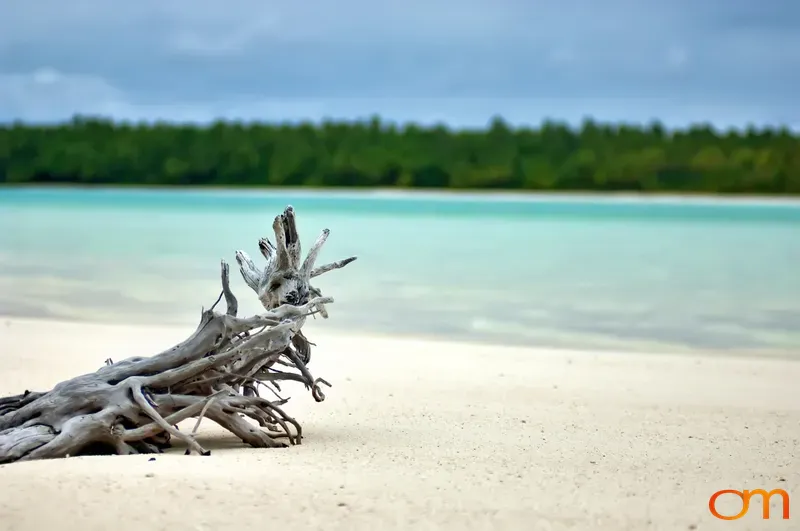 Driftwood in Aitutaki