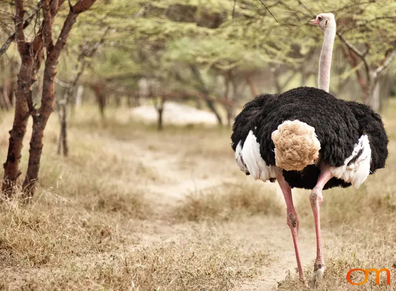 Ostrich Walking Away