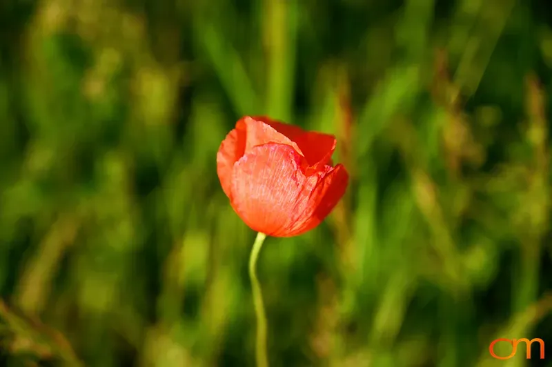 Red Poppy in Treuenbrietzen
