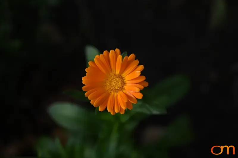 Orange Flower, Treuenbrietzen