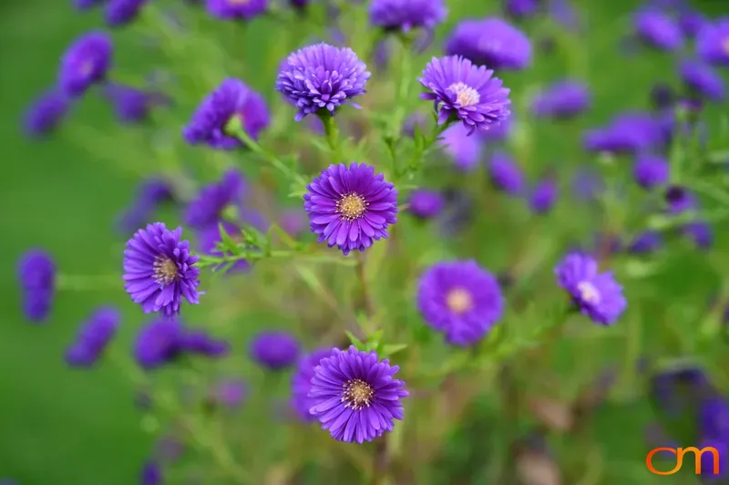 Asters in Wuppertal