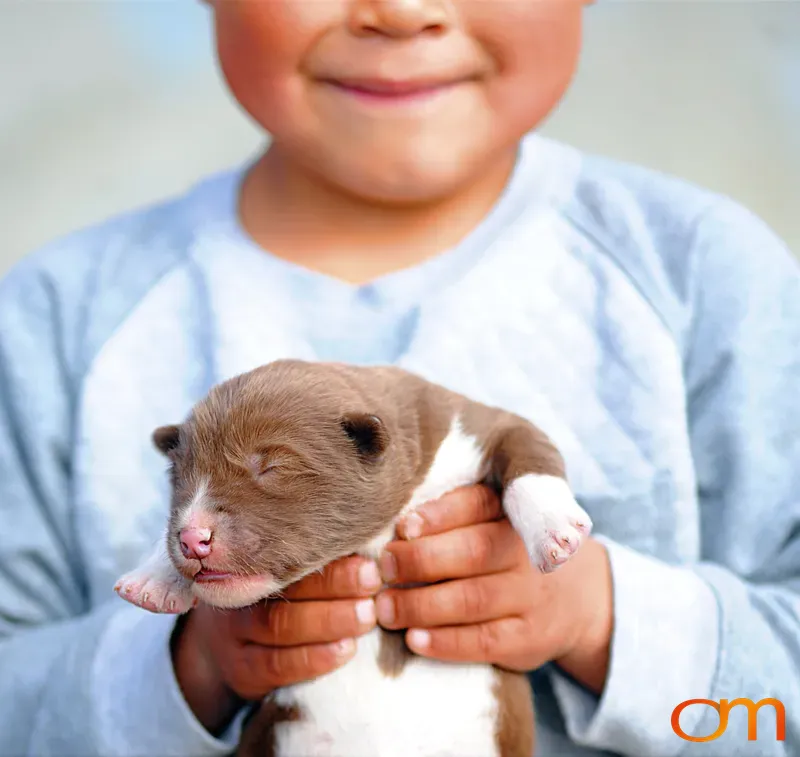 Child Holding Greenland Sled Dog Puppy