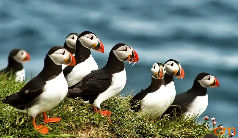 Atlantic Puffins on Grassy Cliff