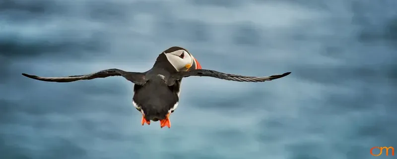 Atlantic Puffin in Flight