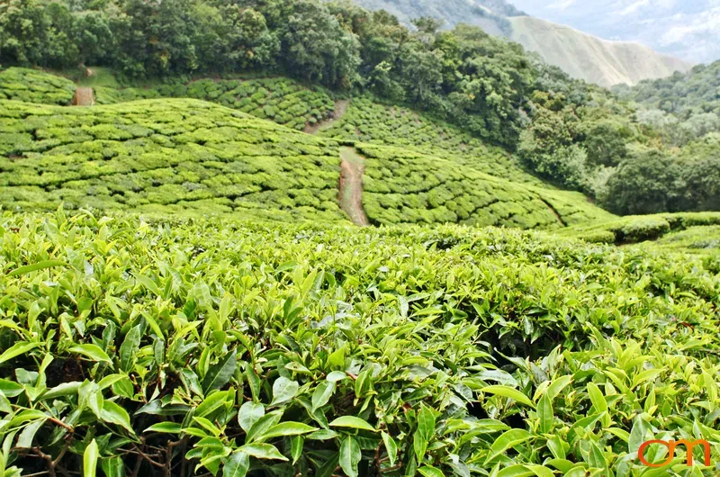 Tea Field Munnar, India