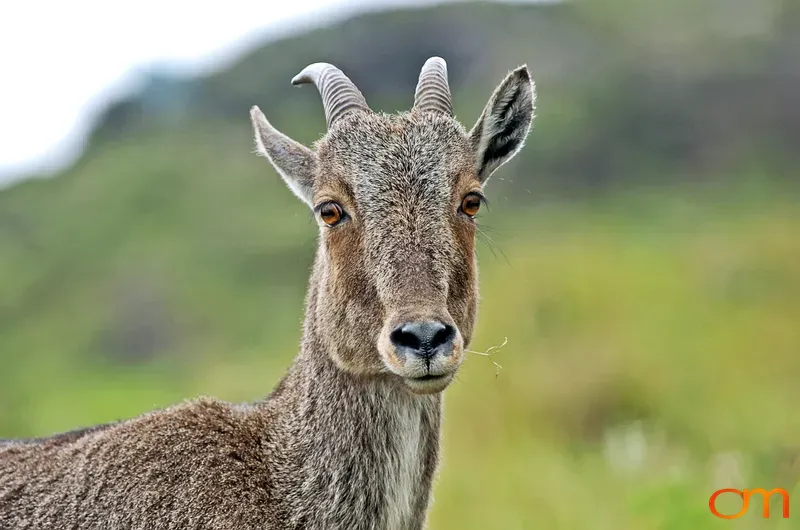 Nilgiri Tahr Portrait