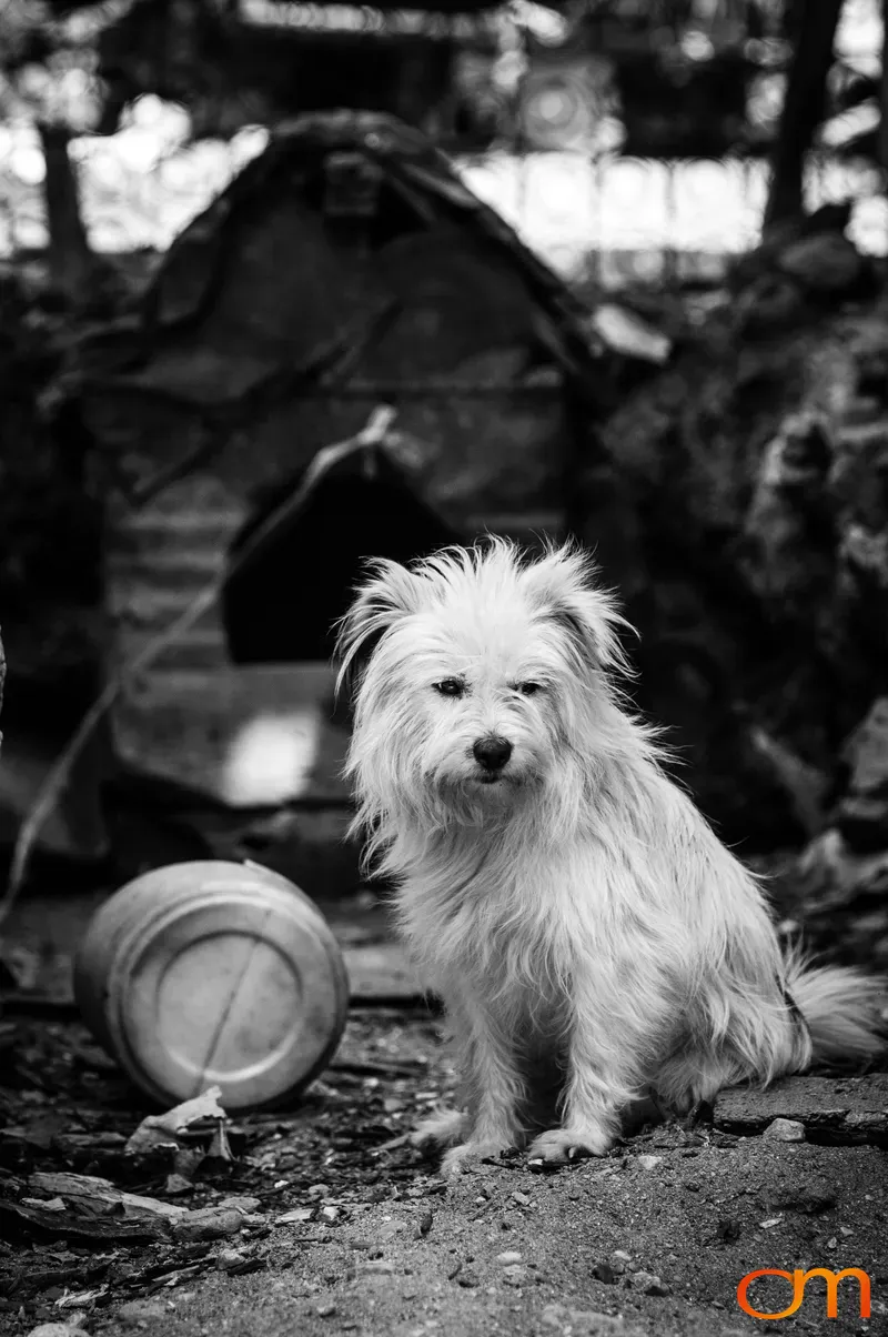 Portrait of Dog Sitting Outside Doghouse in Kriva Palanka
