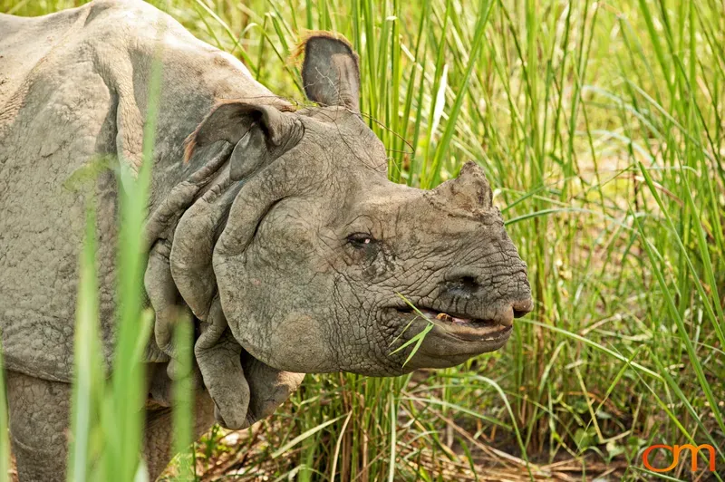Rhinoceros in Chitwan National Park