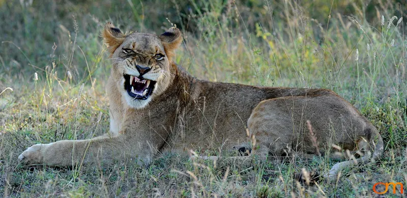Lioness Laying Down Showing Teeth
