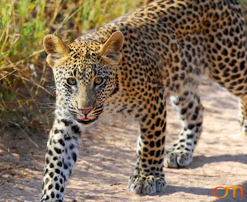Young Leopard Walking