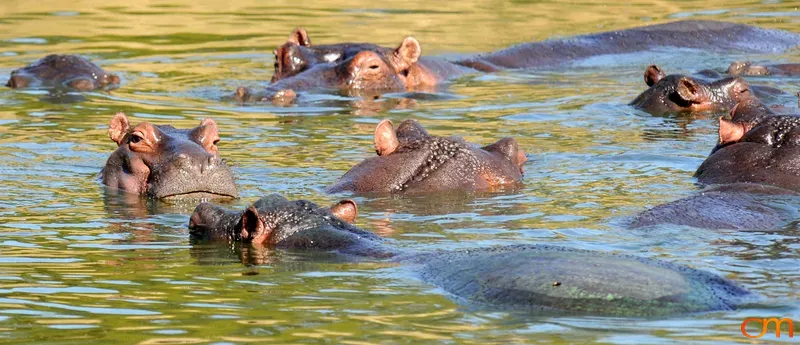 Hippopotamuses in Pond