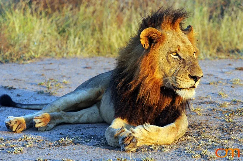 Lion Sitting in the Sun