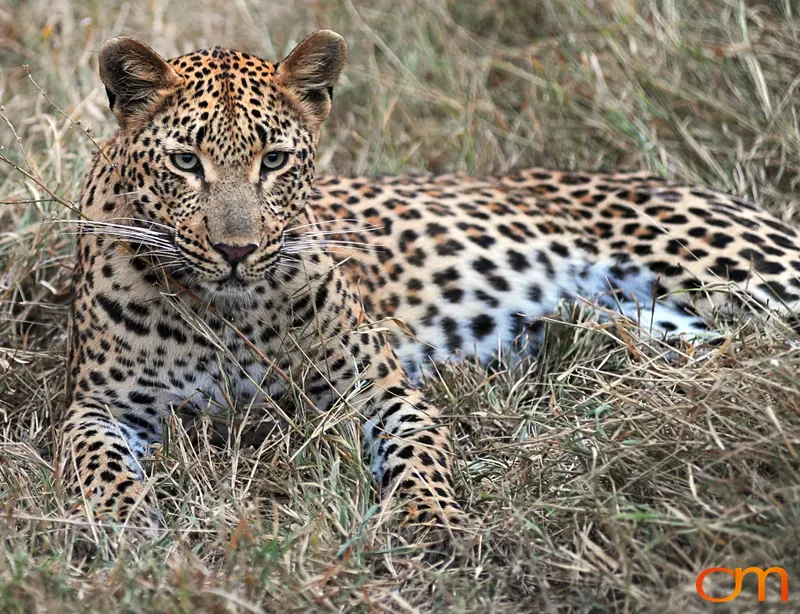 Leopard Sitting in Grass