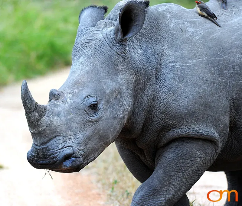 White Rhinoceros with Oxpeckers