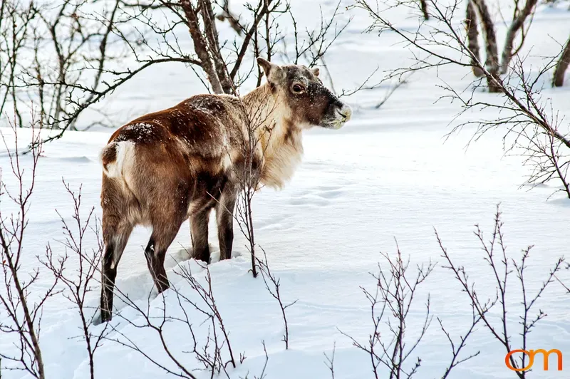Reindeer in Winter Snow, Abisko National Park