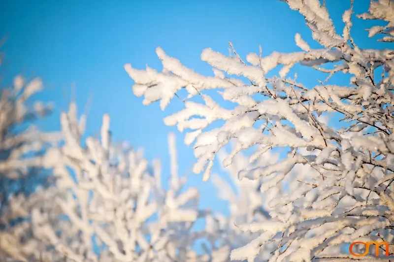 Snow on Trees, Abisko National Park