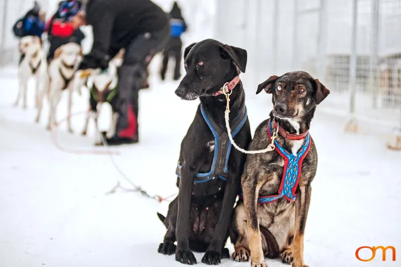 Sled Dogs Preparing for the Trail, Abisko National Park