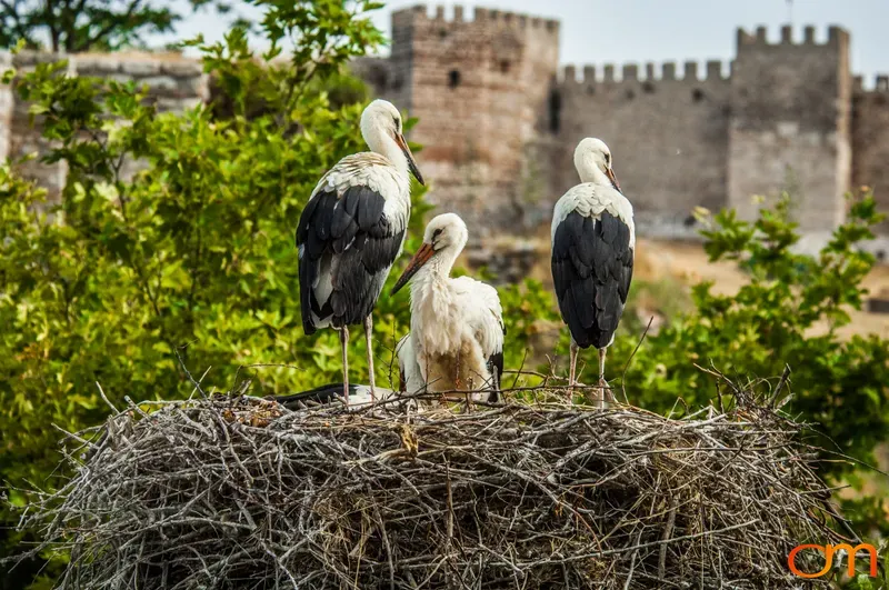 White Storks Nesting in Selçuk, Turkey