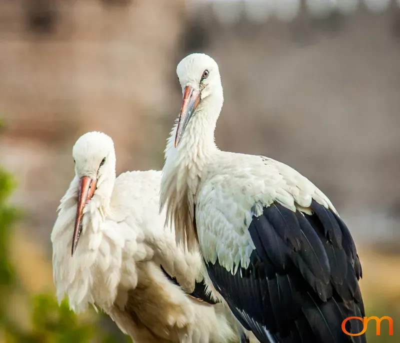 Pair of White Storks, Selçuk, Turkey