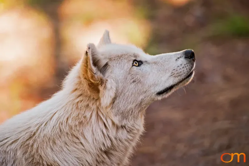 Portrait of a Wolf