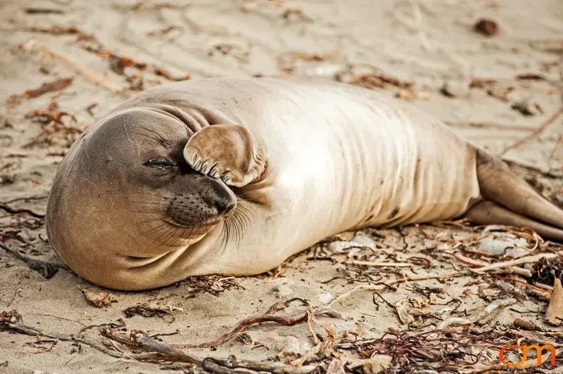 Elephant Seal Resting on the Beach, Pescadero