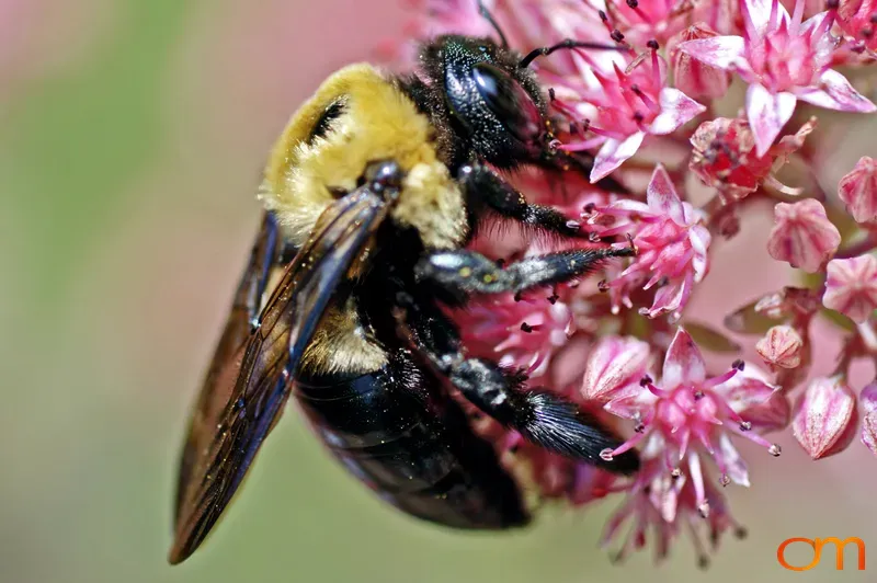 Bumblebee on Pink Wildflowers