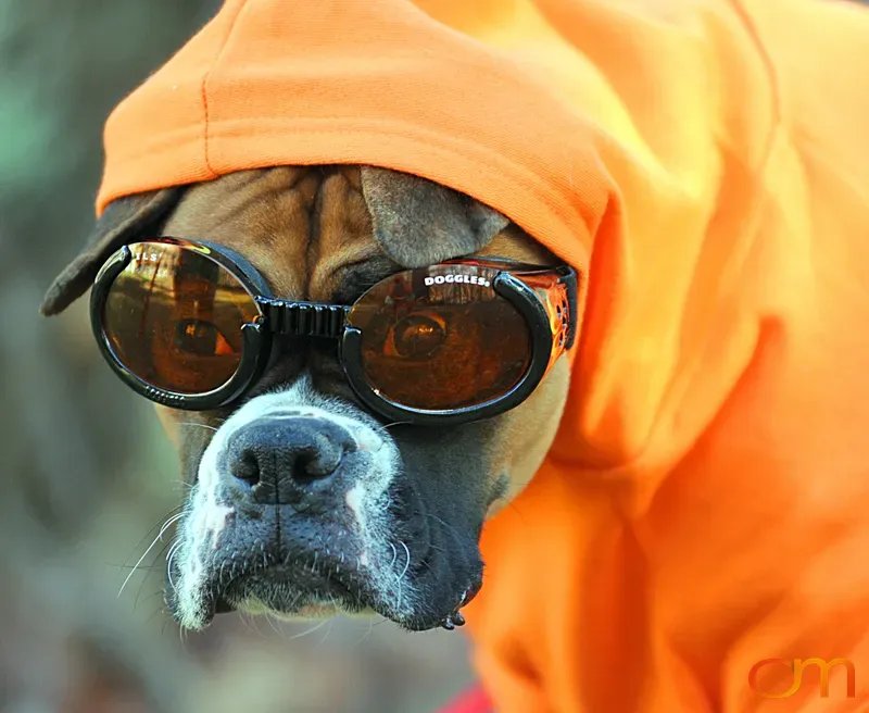 Boxer Dog Wearing Doggles and Orange Hoodie